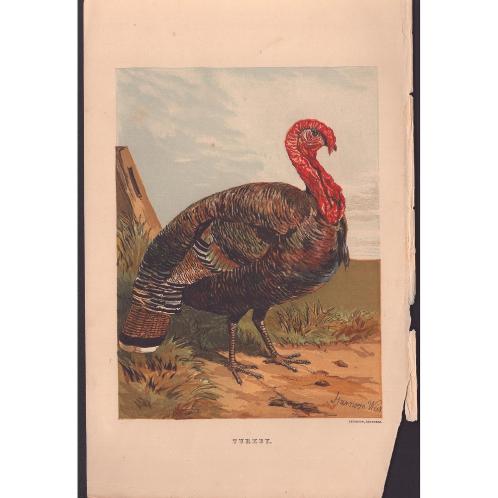 Harrison Weir Turkey Antique Color Lithograph Leighton Brothers Bird Print Art - Picture 1 of 1